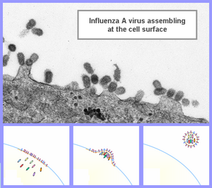 Influenza A Virus assembling at the cell surface
