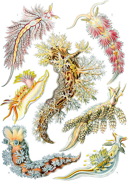 Haeckel nudibranchs