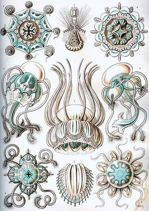 Ernst Haeckel narcomedusae