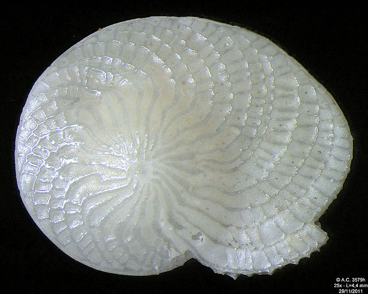 foraminifera plankton shell