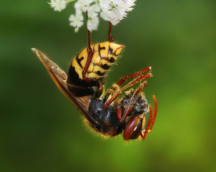 European hornet with the remnants of a honey bee.