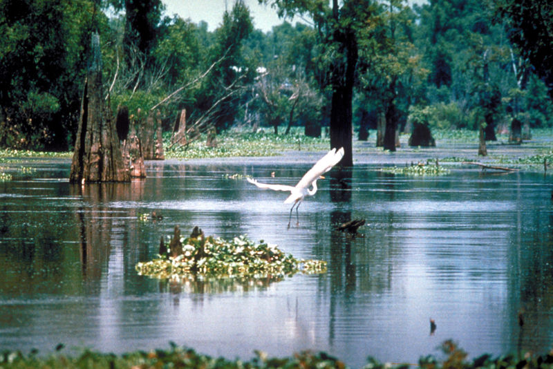 Atchafalaya Basin, Louisiana, USA.