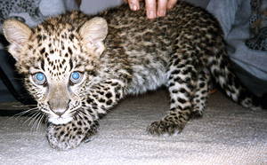 Baby Spotted Leopard