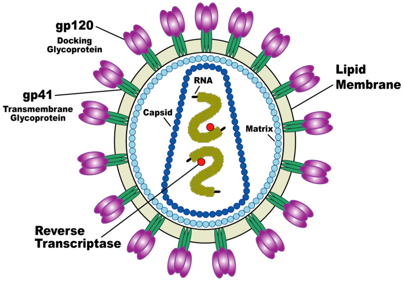 Diagram of the HIV virus