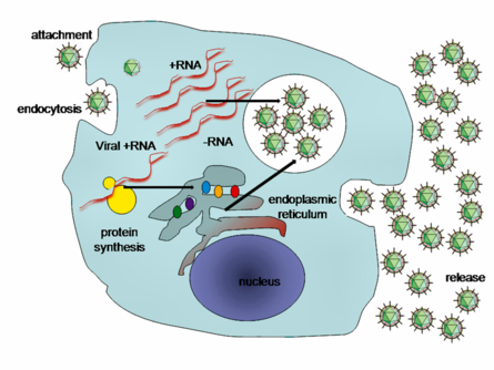 A simplified diagram of the Hepatitis C virus replication cycle.