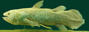 Preserved specimen of chalumnae (Also known as Coelacanth) in the Natural History Museum, Vienna, Austria.