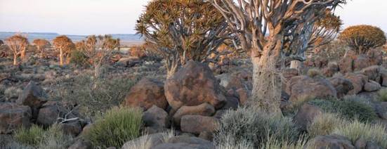 Quivertree forest in Namibia