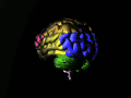 An animated brain showing different lobes