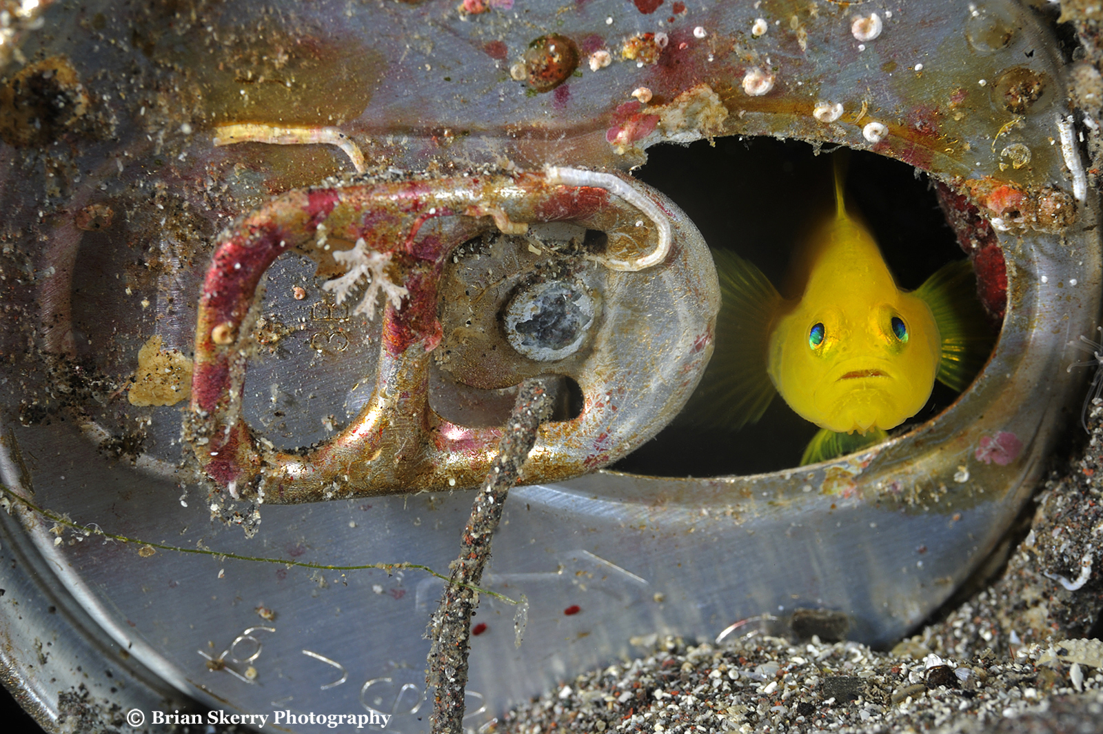 Gobi in a can by Brian Skerry