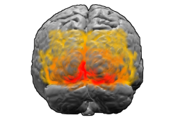 Visual Cortex (in red)