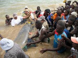 West African manatee being rescued from dam in Senegal