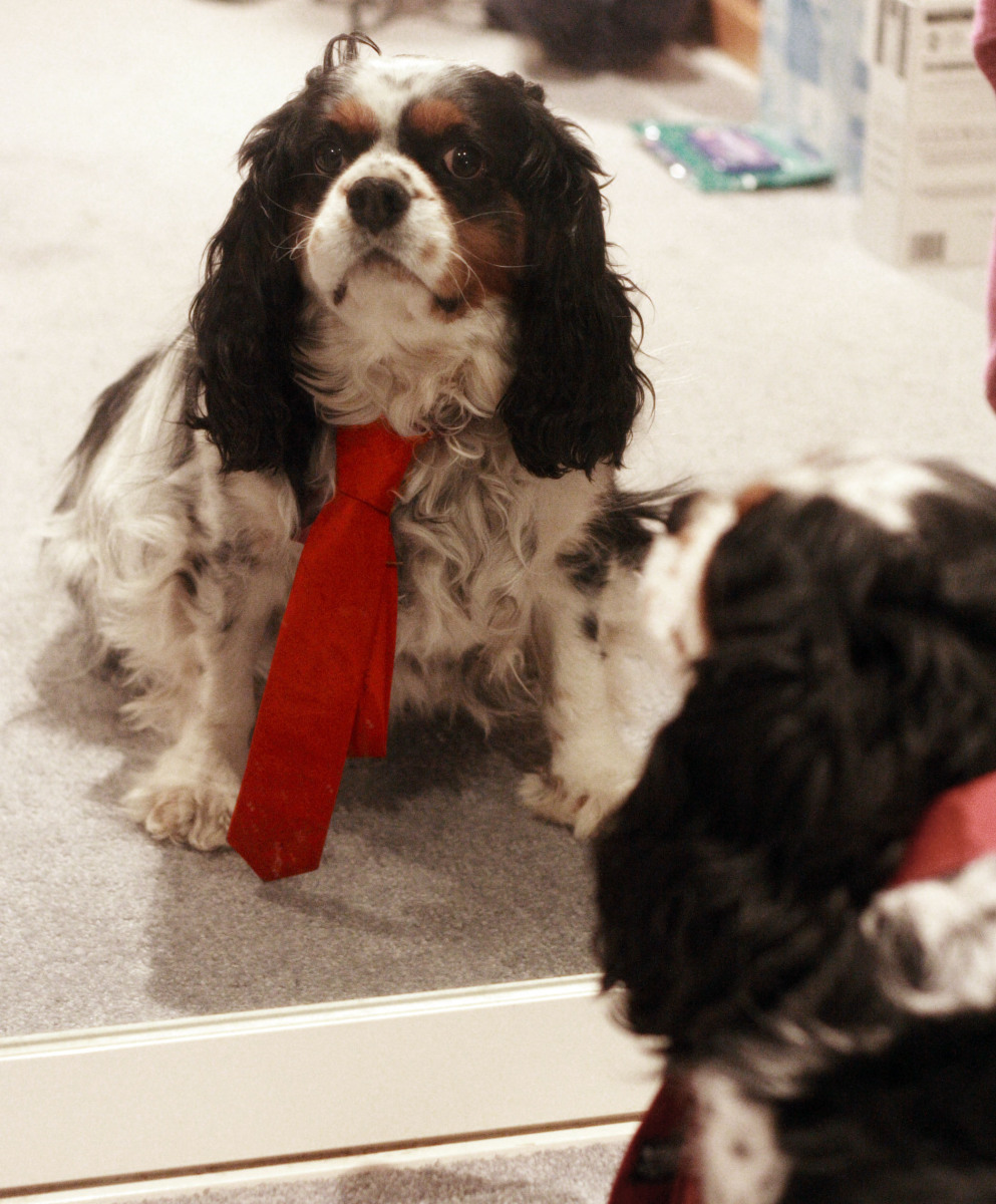 Red power tie dog