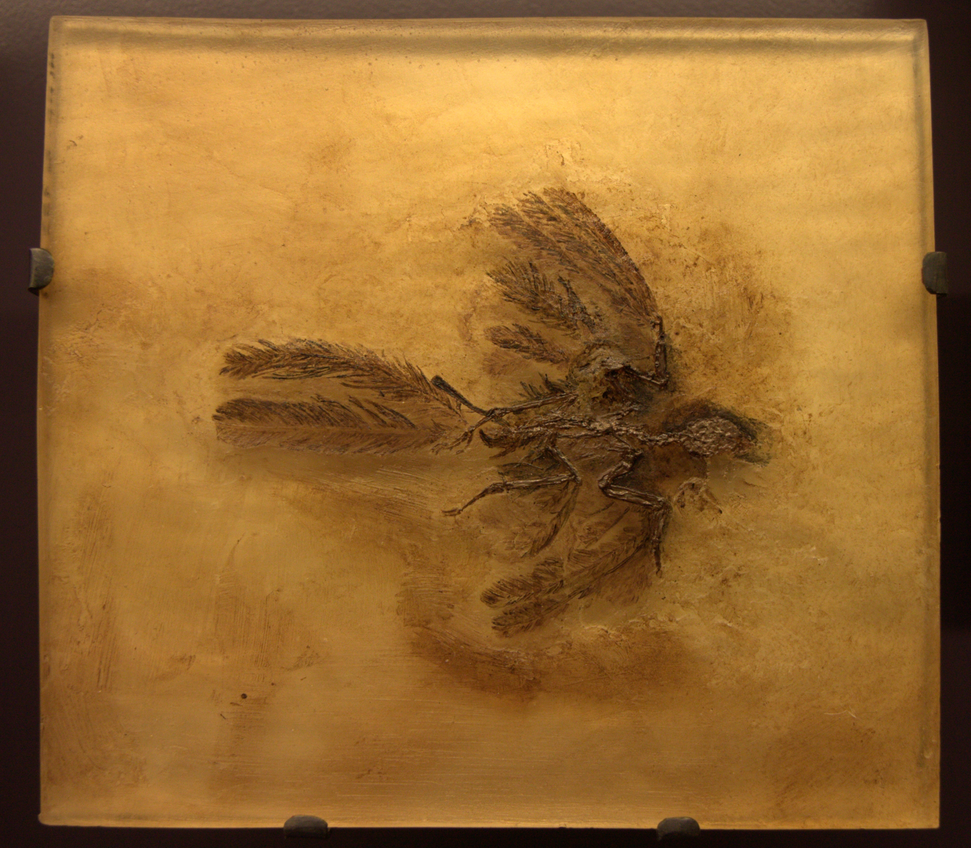 Fossil of Parargarnis - an insectivorous bird that was similar to present day hummingbirds