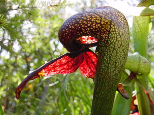 Darlingtonia californica, a species of carnivorous pitcher plant
