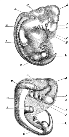 Woodcut depicting the similar appearance of a human embryo (top) and a dog embryo (bottom), from Charles Darwin's Descent of Man (1871).