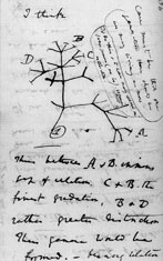Page from Dawins notebooks showing an evolutionary tree