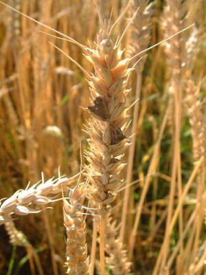 Ergot (Claviceps purpurea) on wheat spikes