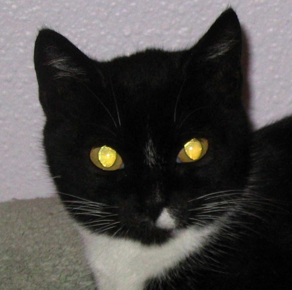 Black and white housecat looking at the camera and exhibiting yellow tapetum lucidum eyeshine.