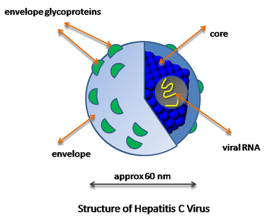 Simplified diagram of the structure of Hepatitis C virus