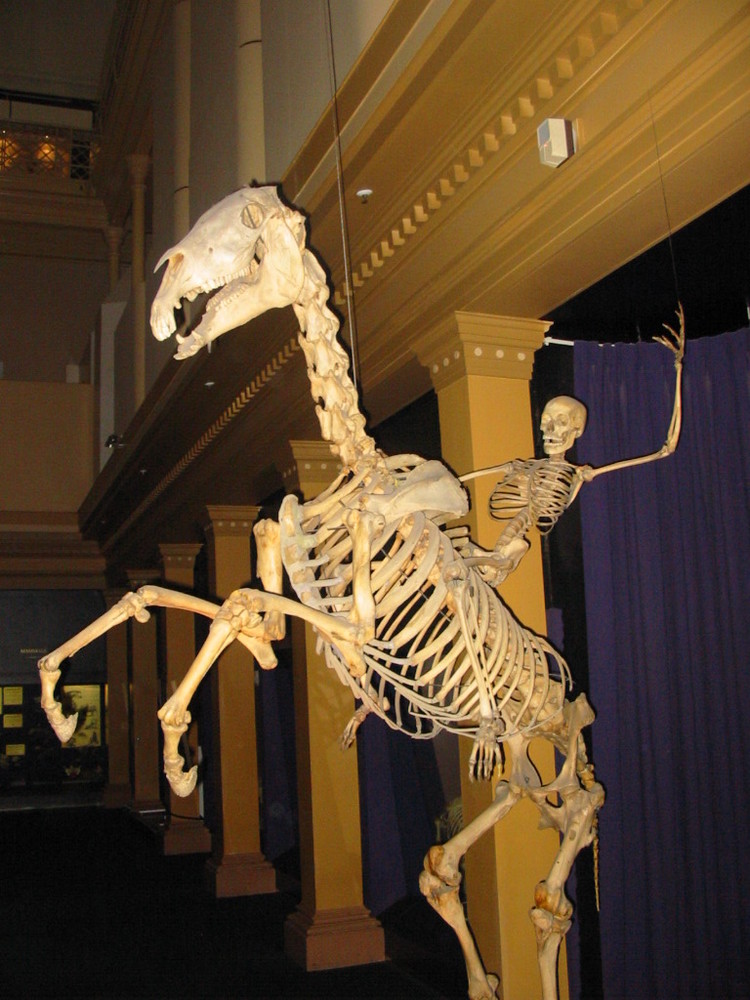 Skeleton of horse and man