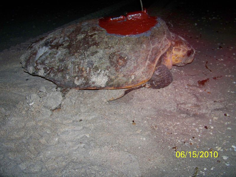 Loggerhead turtle with satellite transmitter