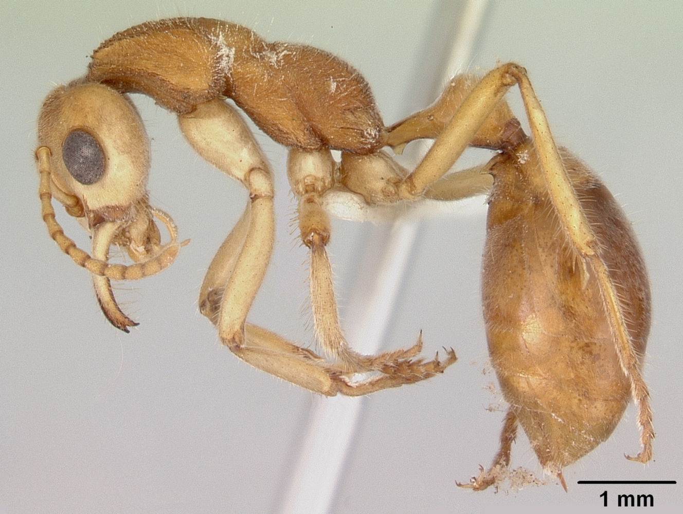 Profile view of the Dinosaur Ant - Nothomyrmecia macrops