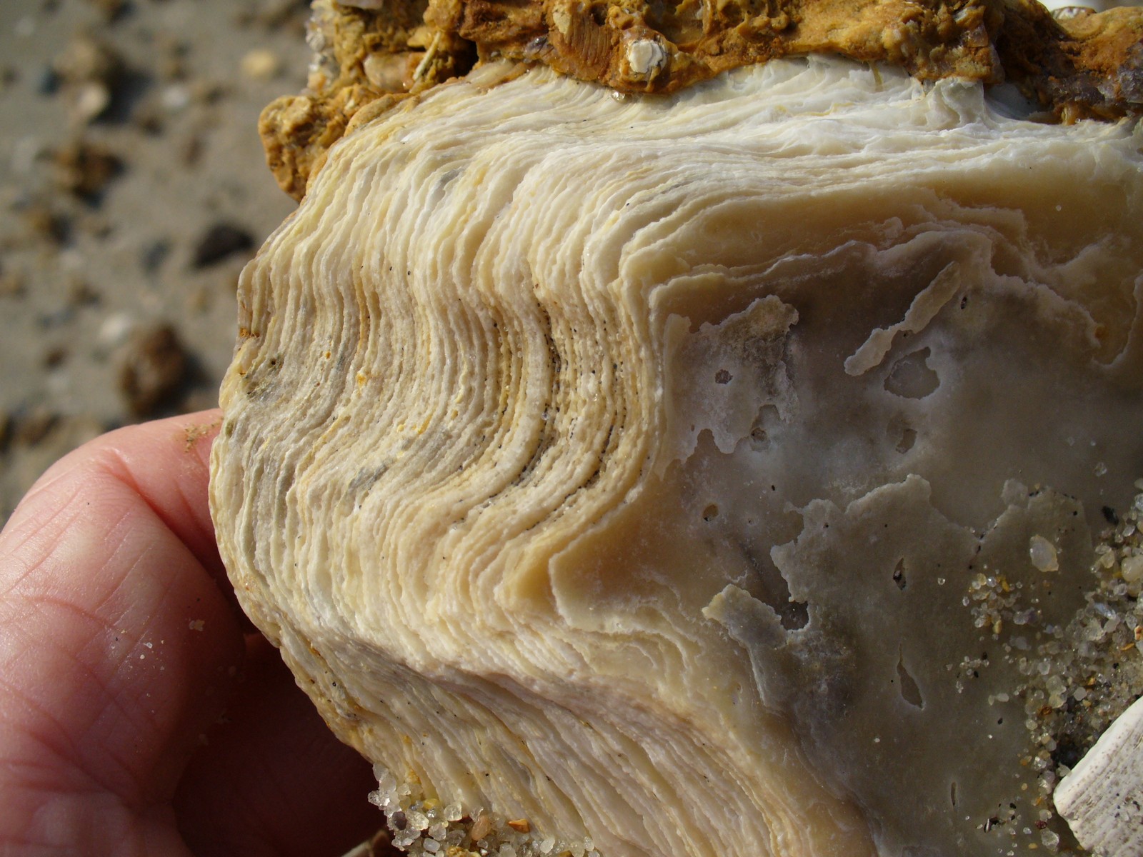 Layers in an oyster shell