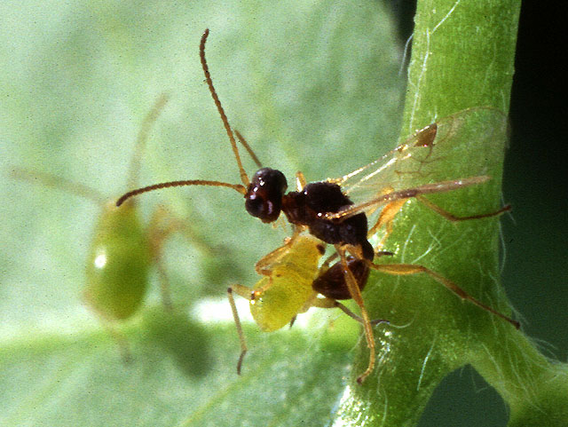 A quarter-inch-long parasitic wasp, Peristenus digoneutis, prepares to lay an egg in a tarnished plant bug nymph.
