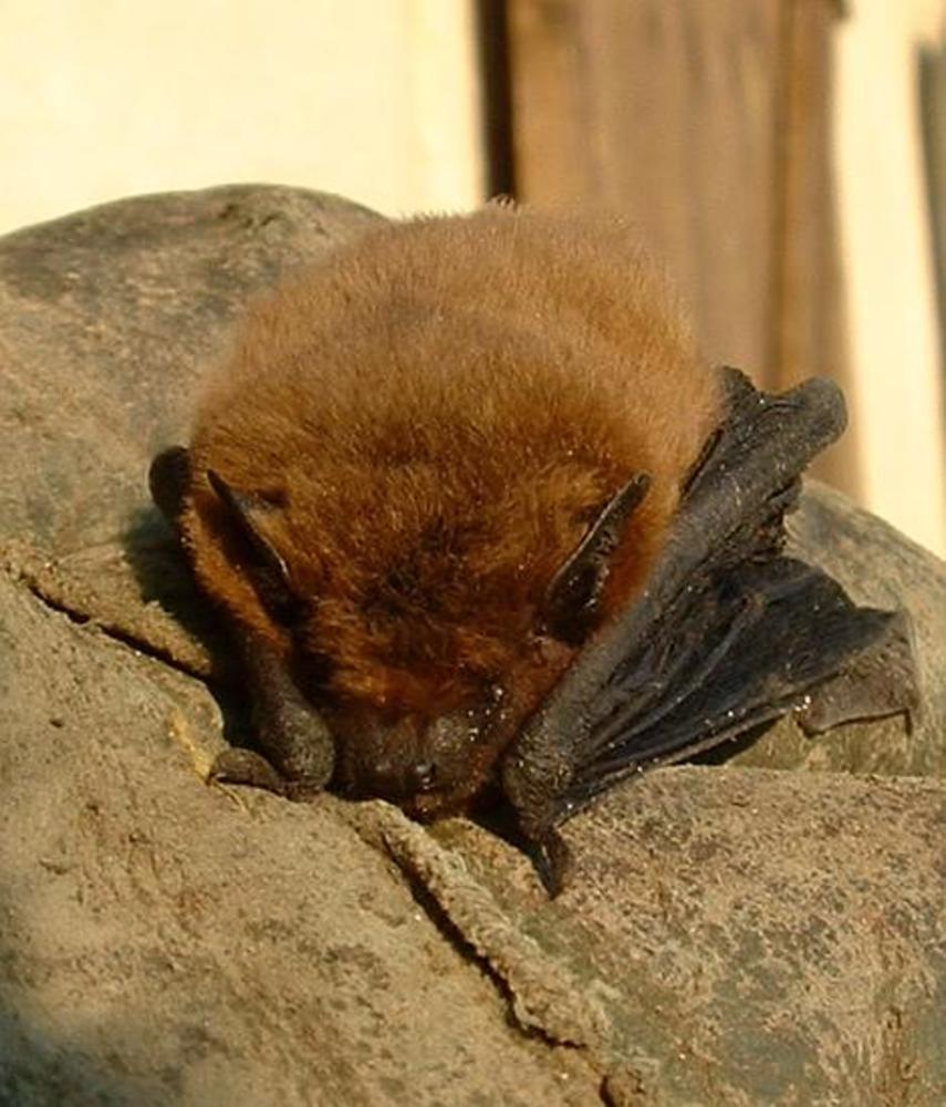 Common pipistrelle bat, Pipistrellus pipistrellus