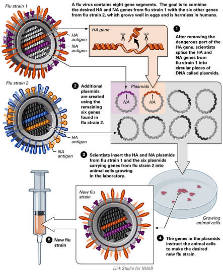 Avian flu vaccine development by Reverse Genetics technique