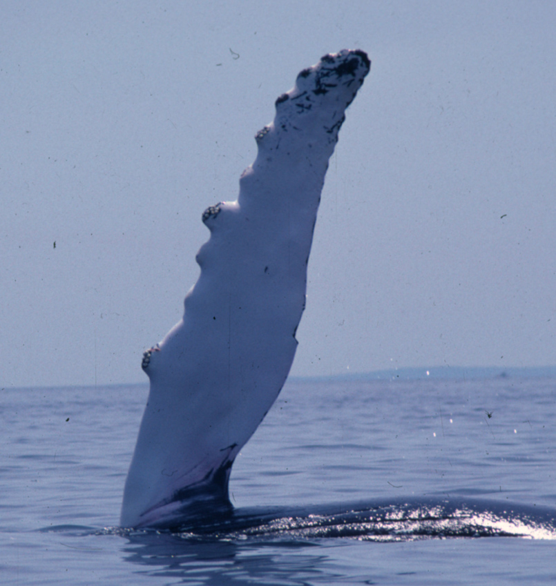 A Humpback Whale fin