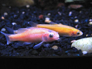 Three rosy red / fathead minnows in a home aquarium. Male foreground, two females rear.