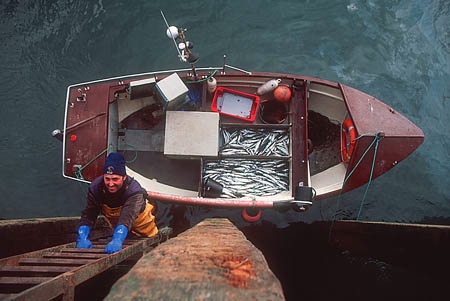 South-West mackerl handline fishery