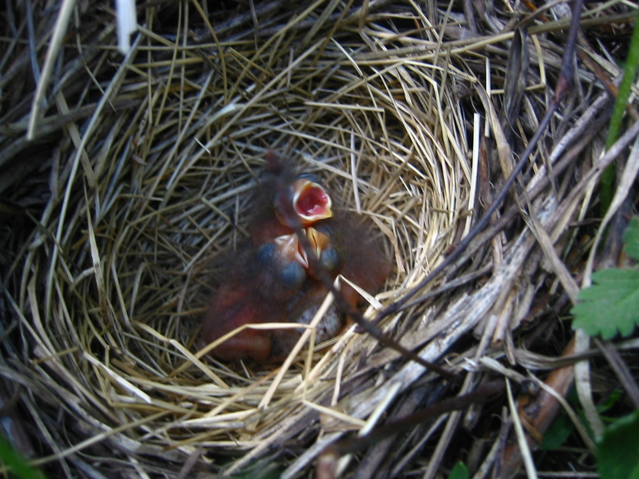 Infant Lincolns Sparrows