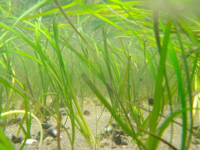 Seagrass VIMS