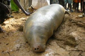 West African Manatee