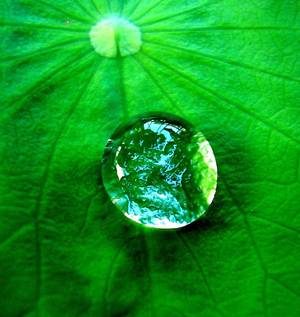 Droplet of water on a leaf