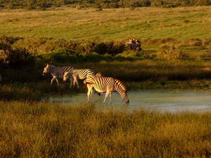 Zebras at Shamwari