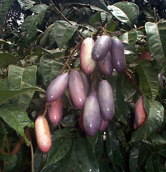 african plum