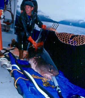 A salmon shark is tagged. A hose pipe maintains a flow of water over the gills.
