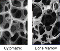 The cytomatrix closely resembles the structure of bone marrow.