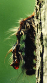 Dead gypsy moth caterpillar