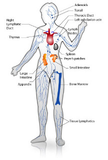 Organs of the Immune System