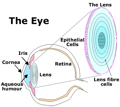 The lens is enclosed in a collagen capsule. It retains all of its cells, (which lack organelles and nuclei) in a post-mitotic state, for the lifetime of the organism.