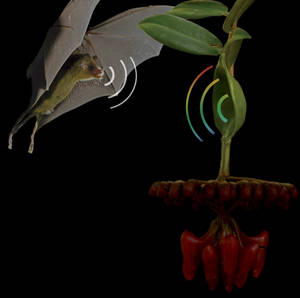 Photo montage of an inflorescence of Marcgravia evenia and an approaching Cuban nectarfeeding bat Monophyllus remani.