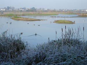 London Wetland in Winter