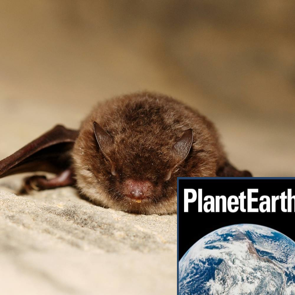 Bat calls, weather balloons, telomeres and ageing - Planet Earth Podcast - 12.11.27