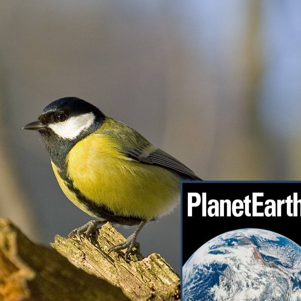 Avian pox in UK great tits, top conservation issues - Planet Earth Podcast - 13.01.22