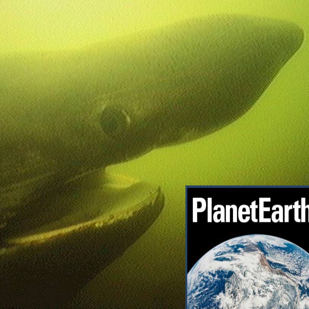 Climate tipping points, basking sharks, primates - Planet Earth Podcast - 13.01.08