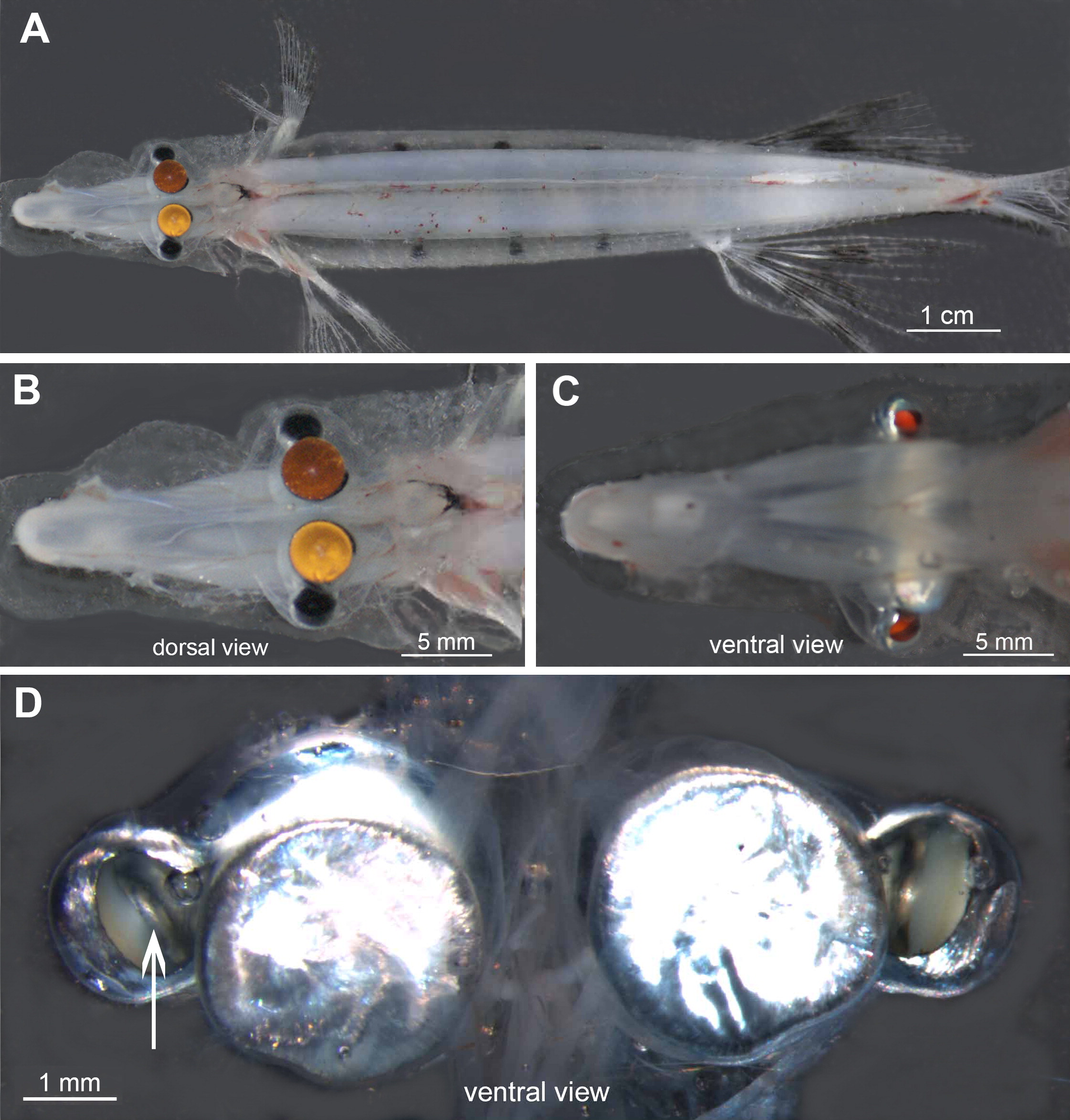 Figure 1. Surface Morphology of Dolichopteryx longipes